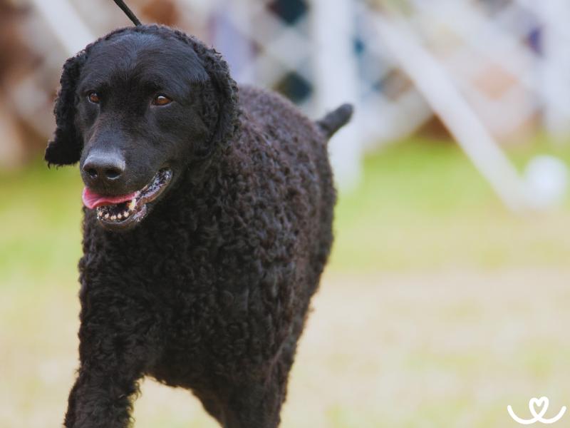 Plemeno-curly-coated-retrivr (12)